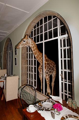 001 Kenia, Nairobi, Giraffe Manor, rothschild giraffe.jpg